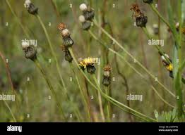 Attēlu rezultāti vaicājumam “Hypochaeris maculata leaf”