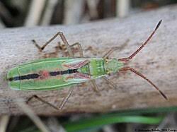 Attēlu rezultāti vaicājumam “Myrmus miriformis”