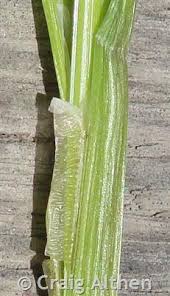 Attēlu rezultāti vaicājumam “Carex loliacea fruit”