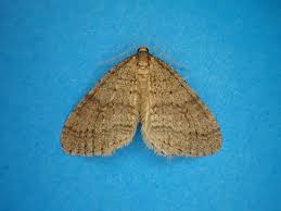 Attēlu rezultāti vaicājumam “Operophtera”