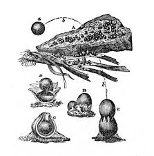 Attēlu rezultāti vaicājumam “Sphaerobolus stellatus”