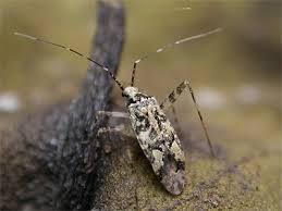 Attēlu rezultāti vaicājumam “Phytocoris tiliae”