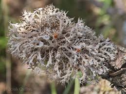 Attēlu rezultāti vaicājumam “Anaptychia ciliaris”