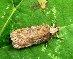 Attēlu rezultāti vaicājumam “Depressaria depressana”