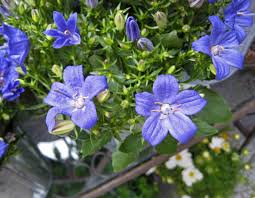 Image result for Campanula isophylla