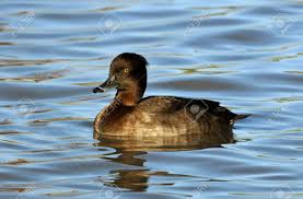 Image result for Aythya fuligula