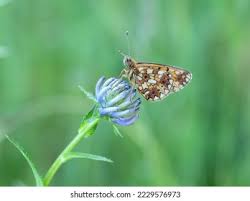 Attēlu rezultāti vaicājumam “Clossiana selene underside”