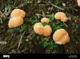 Attēlu rezultāti vaicājumam “Siphoptychium violaceum macro”