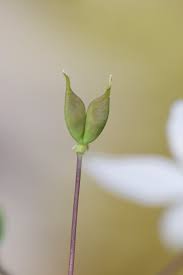 Attēlu rezultāti vaicājumam “Isopyrum thalictroides fruit”