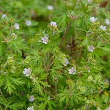 Attēlu rezultāti vaicājumam “Geranium sylvaticum bud”