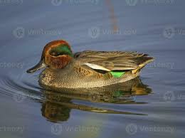 Attēlu rezultāti vaicājumam “Anas crecca”