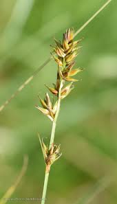 Attēlu rezultāti vaicājumam “Carex spicata”