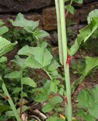 Image result for Raphanus sativus ssp. Oleiformes