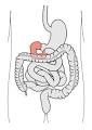 Duodenum - Wikipedia, the free encyclopedia