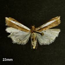 Attēlu rezultāti vaicājumam “Crambus hamella”