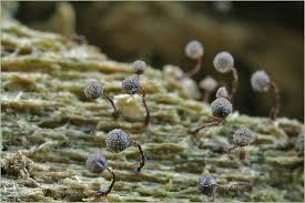 Attēlu rezultāti vaicājumam “Cribraria languescens macro”