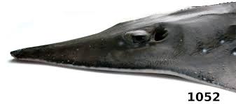 Image result for Rhynchobatus australiae