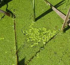 Attēlu rezultāti vaicājumam “Lemna gibba”