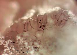 Attēlu rezultāti vaicājumam “Didymium crustaceum”