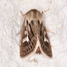 Attēlu rezultāti vaicājumam “Cerapteryx graminis”