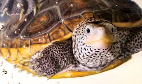 Image result for Malaclemys terrapin