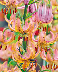 Image result for Lilium martagon `Manitoba Fox`