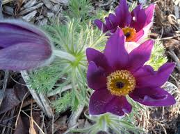 Attēlu rezultāti vaicājumam “Pulsatilla vulgaris flower”