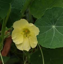 Image result for Tropaeolum majes