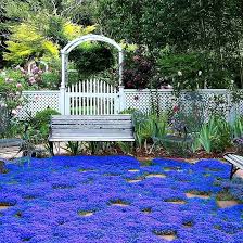 Attēlu rezultāti vaicājumam “Thymus serpyllum flower”