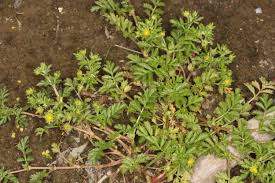 Attēlu rezultāti vaicājumam “Potentilla supina”