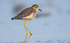 Image result for Vanellus leucurus