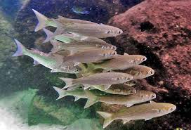 Image result for Mugil cephalus