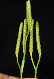 Attēlu rezultāti vaicājumam “Lycopodium dubium”