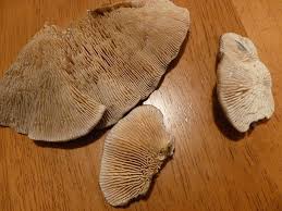 Attēlu rezultāti vaicājumam “Lenzites betulina”