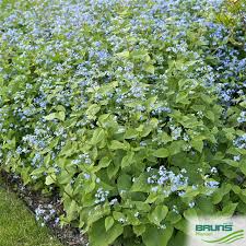 Image result for Omphalodes verna