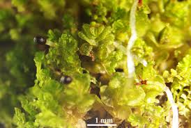 Attēlu rezultāti vaicājumam “Eurhynchiastrum pulchellum macro”