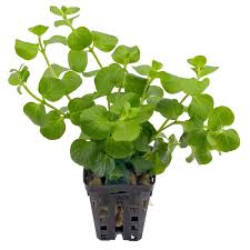 Attēlu rezultāti vaicājumam “Lysimachia nummularia leaf”