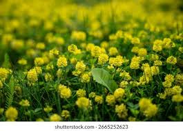 Attēlu rezultāti vaicājumam “Trifolium dubium”