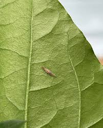Attēlu rezultāti vaicājumam “Chrysopa eggs”