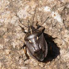 Attēlu rezultāti vaicājumam “Jalla dumosa”