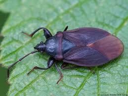 Attēlu rezultāti vaicājumam “Gastrodes grossipes”