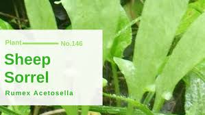 Attēlu rezultāti vaicājumam “Rumex acetosella leaf”