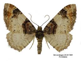 Attēlu rezultāti vaicājumam “Catarhoe cuculata”