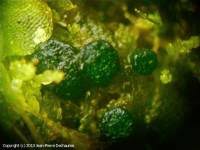 Attēlu rezultāti vaicājumam “Mniaecia jungermanniae”