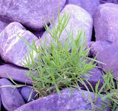 Attēlu rezultāti vaicājumam “Stellaria longifolia flower”
