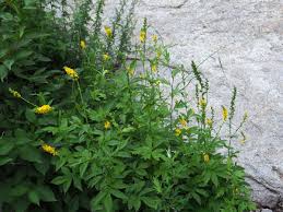 Attēlu rezultāti vaicājumam “Agrimonia pilosa flower”