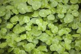 Attēlu rezultāti vaicājumam “Hydrocotyle vulgaris bud”