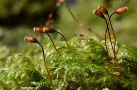 Attēlu rezultāti vaicājumam “Isothecium alopecuroides sporophyte”