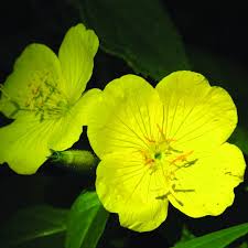 Attēlu rezultāti vaicājumam “Onagraceae”