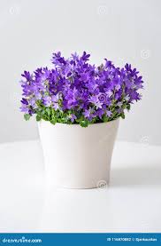 Image result for Campanula isophylla